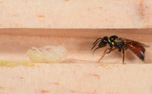 I - Specialised Bee Hotel - Open-View