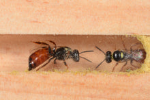 Load image into Gallery viewer, I - Specialised Bee Hotel - Open-View
