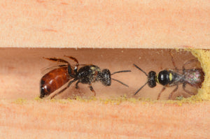 I - Specialised Bee Hotel - Open-View